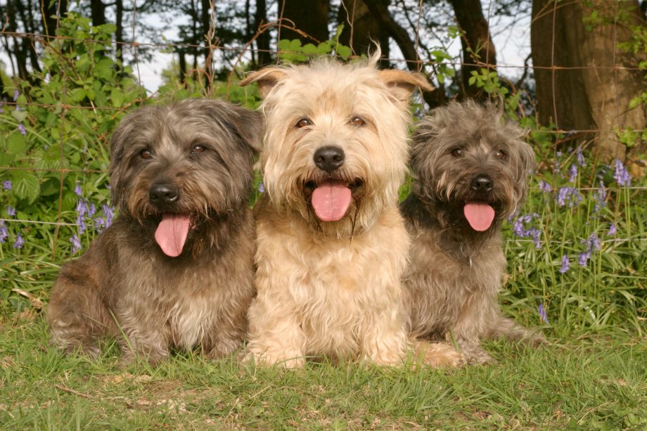 Irish Glen of Imaal Terrier