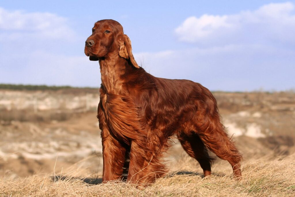 Irish Red Setter