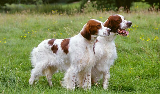 Irish Red and White Setter