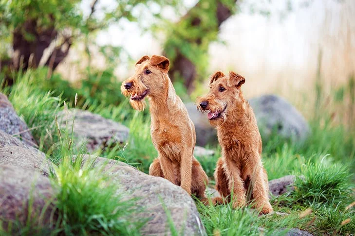 Irish Terrier