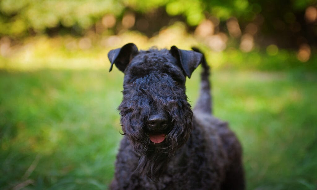 Kerry Blue Terrier