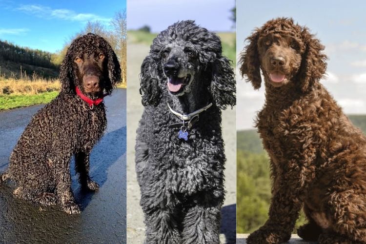 Irish Water Spaniel