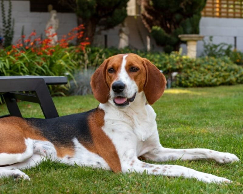 kerry-beagle-lying-on-the-grass_DannyWalshm-Shutterstock-e1666052141642